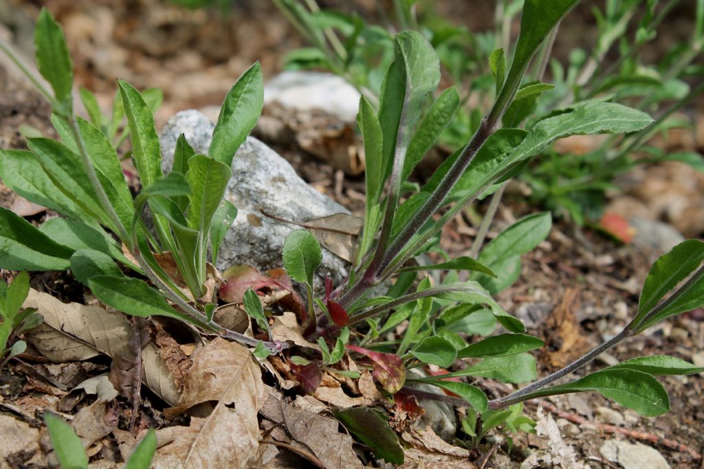 Silene nutans